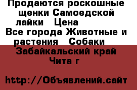 Продаются роскошные щенки Самоедской лайки › Цена ­ 40 000 - Все города Животные и растения » Собаки   . Забайкальский край,Чита г.